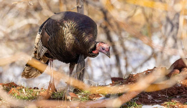 Male Wild Turkey Zion National Park Utah Winter — Stock Photo, Image