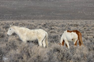 Kışın Challis yakınlarındaki Idaho çölünde vahşi atlar.
