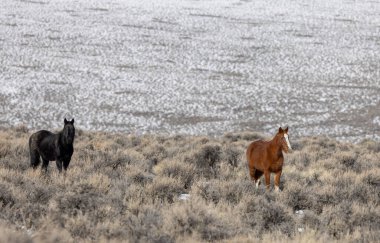 Kışın Challis yakınlarındaki Idaho çölünde vahşi atlar.