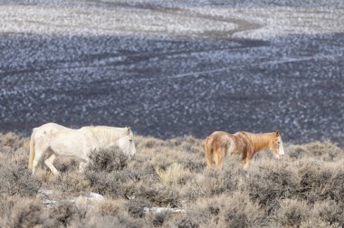 Kışın Challis yakınlarındaki Idaho çölünde vahşi atlar.