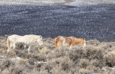 Kışın Challis yakınlarındaki Idaho çölünde vahşi atlar.
