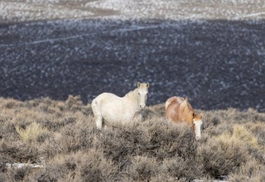 Kışın Challis yakınlarındaki Idaho çölünde vahşi atlar.