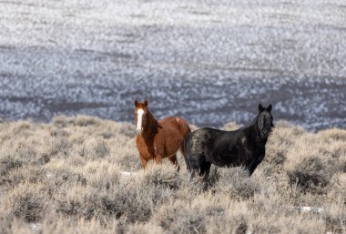 Kışın Challis yakınlarındaki Idaho çölünde vahşi atlar.