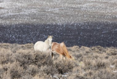 Kışın Challis yakınlarındaki Idaho çölünde vahşi atlar.
