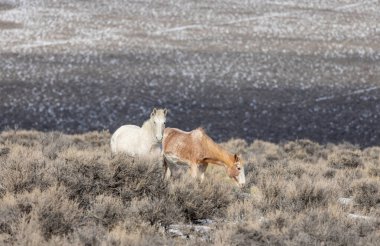 Kışın Challis yakınlarındaki Idaho çölünde vahşi atlar.