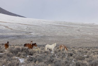 Kışın Challis yakınlarındaki Idaho çölünde vahşi atlar.