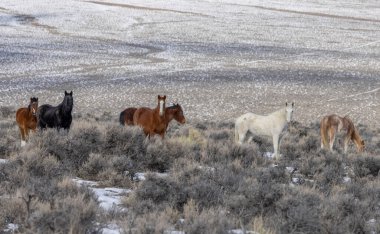 Kışın Challis yakınlarındaki Idaho çölünde vahşi atlar.