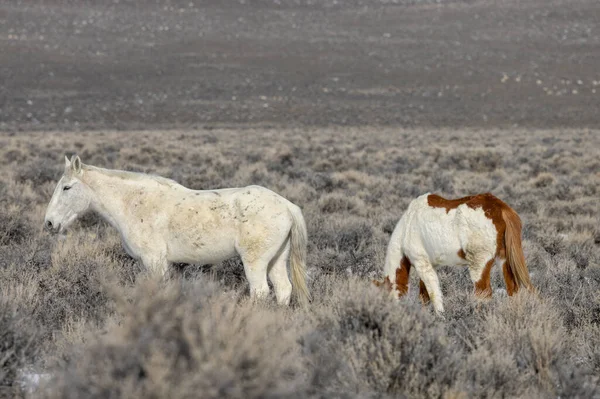 Kışın Challis yakınlarındaki Idaho çölünde vahşi atlar.