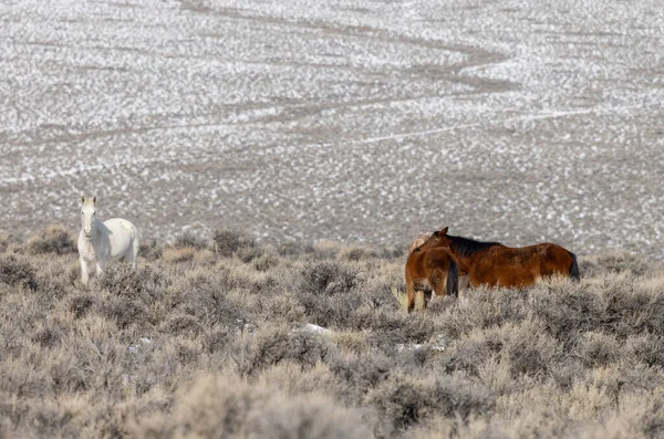 Kışın Challis yakınlarındaki Idaho çölünde vahşi atlar.
