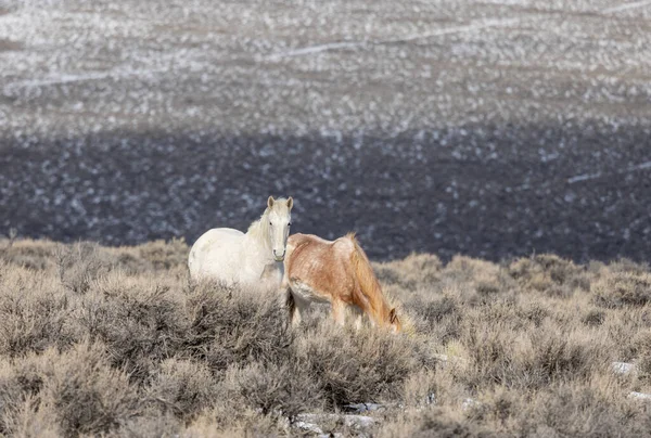Kışın Challis yakınlarındaki Idaho çölünde vahşi atlar.