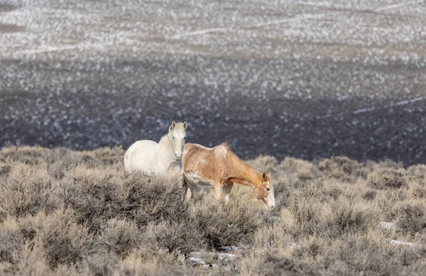 Kışın Challis yakınlarındaki Idaho çölünde vahşi atlar.