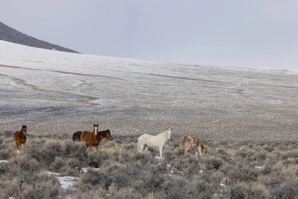 Kışın Challis yakınlarındaki Idaho çölünde vahşi atlar.