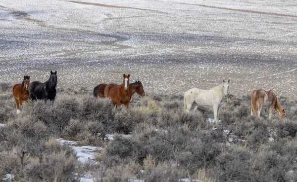 Kışın Challis yakınlarındaki Idaho çölünde vahşi atlar.
