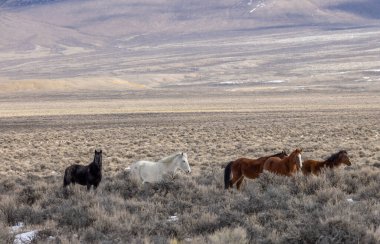 Kışın Challis Idaho yakınlarında güzel vahşi atlar.