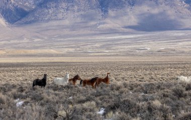 Kışın Challis Idaho yakınlarında güzel vahşi atlar.