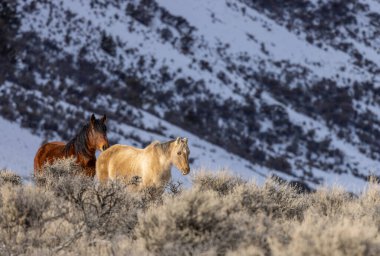 Kışın Challis Idaho yakınlarında güzel vahşi atlar.