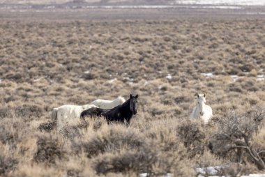 Kışın Challis Idaho yakınlarında güzel vahşi atlar.
