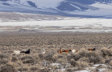 Kışın Challis Idaho yakınlarında güzel vahşi atlar.