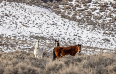 Kışın Challis Idaho yakınlarında güzel vahşi atlar.
