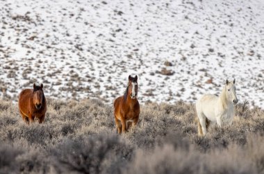 Kışın Challis Idaho yakınlarında güzel vahşi atlar.