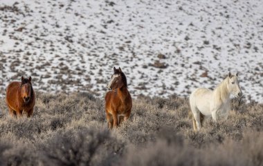 Kışın Challis Idaho yakınlarında güzel vahşi atlar.