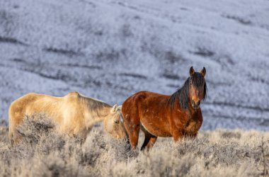 Kışın Challis Idaho yakınlarında güzel vahşi atlar.