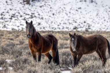 Kışın Challis Idaho yakınlarında güzel vahşi atlar.