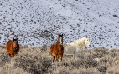 Kışın Challis Idaho yakınlarında güzel vahşi atlar.