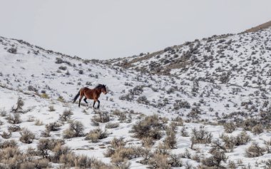 Kışın Challis Idaho yakınlarında güzel vahşi atlar.
