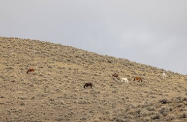 Kışın Challis Idaho yakınlarında güzel vahşi atlar.