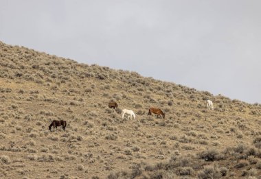 Kışın Challis Idaho yakınlarında güzel vahşi atlar.