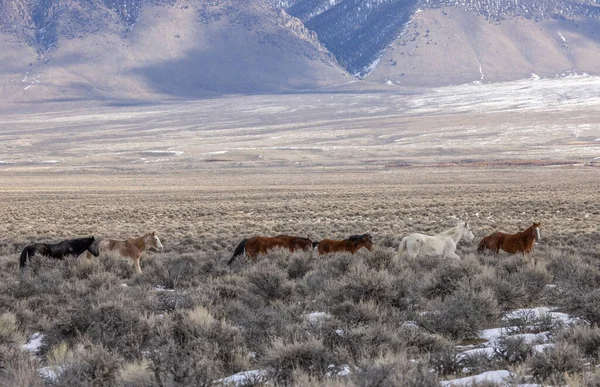 冬季在Challis Idaho附近美丽的野马 — 图库照片