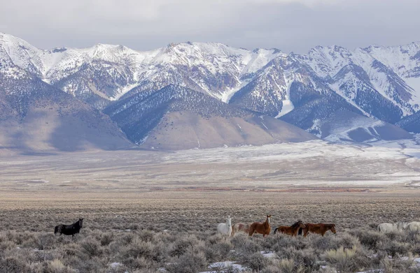 Kışın Challis Idaho yakınlarında güzel vahşi atlar.