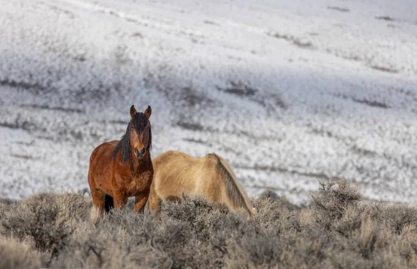 Kışın Challis Idaho yakınlarında güzel vahşi atlar.