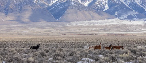 Kışın Challis Idaho yakınlarında güzel vahşi atlar.