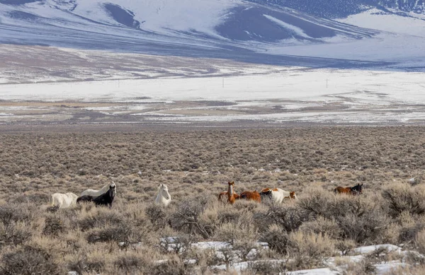 Kışın Challis Idaho yakınlarında güzel vahşi atlar.