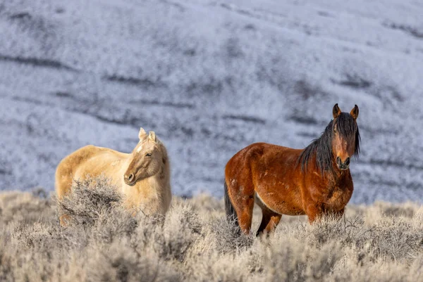 Kışın Challis Idaho yakınlarında güzel vahşi atlar.