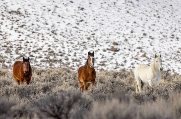 Kışın Challis Idaho yakınlarında güzel vahşi atlar.