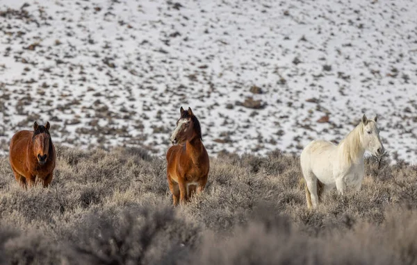 Kışın Challis Idaho yakınlarında güzel vahşi atlar.
