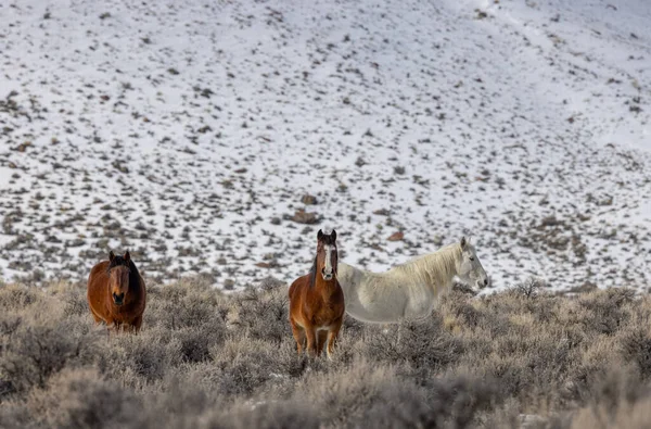 Kışın Challis Idaho yakınlarında güzel vahşi atlar.
