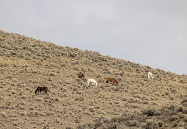 Kışın Challis Idaho yakınlarında güzel vahşi atlar.