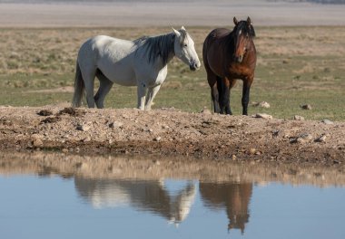 Utah çölünde vahşi atlar