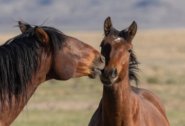 Utah çölünde vahşi atlar