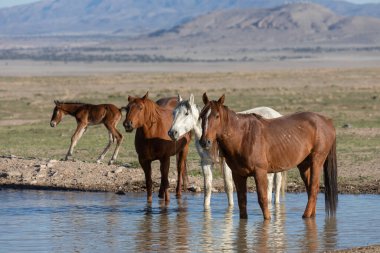 Utah çölünde vahşi atlar