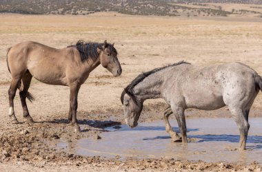Utah çölünde vahşi atlar