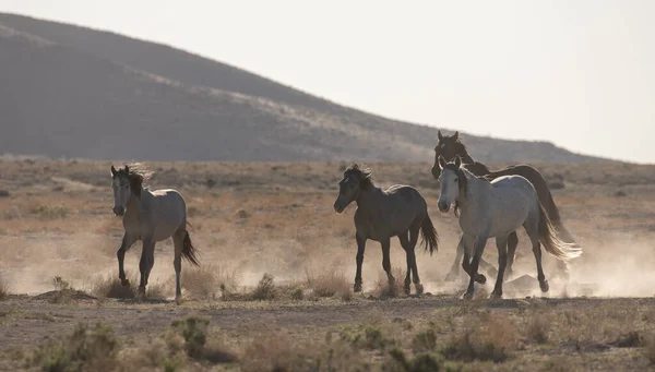 Wild Horses Utah Desert — Stock Photo, Image