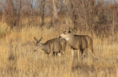Colorado 'da sonbahar monotonluğu sırasında geyik ve geyik.