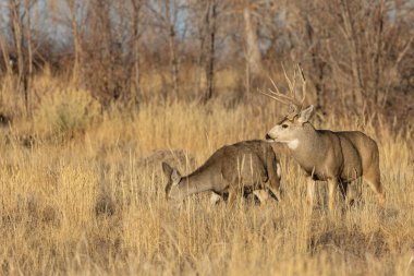 Colorado 'da sonbahar monotonluğu sırasında geyik ve geyik.