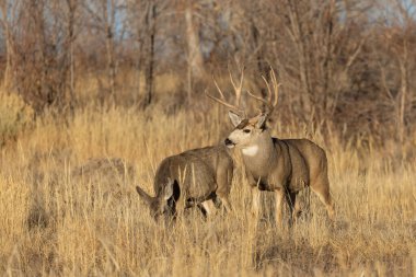 Colorado 'da sonbahar monotonluğu sırasında geyik ve geyik.