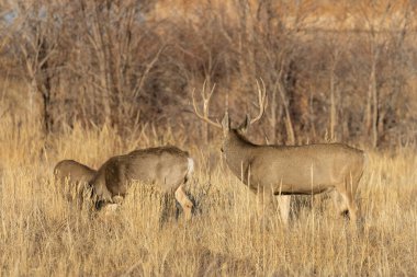 Colorado 'da sonbahar monotonluğu sırasında geyik ve geyik.
